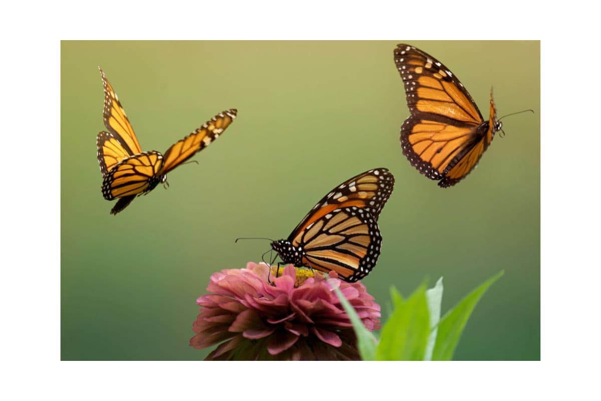 Schmetterlingsgarten