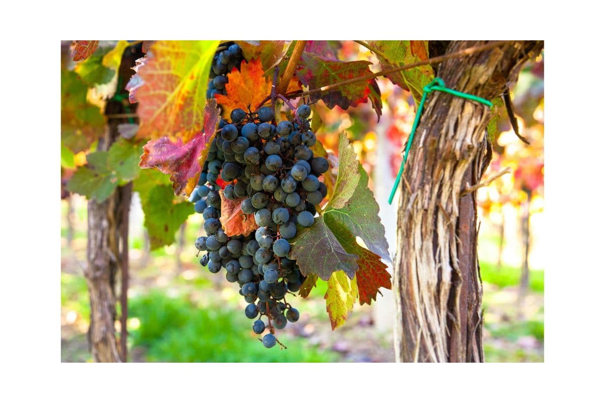 Domaine Marcel Deiss