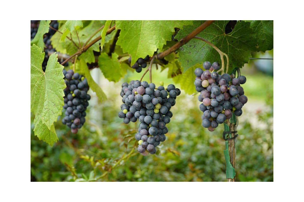 Genossenschaftskeller Rappoltsweiler